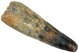 Real Fossil Spinosaurus Tooth - Huge Dinosaur Tooth #272442-1